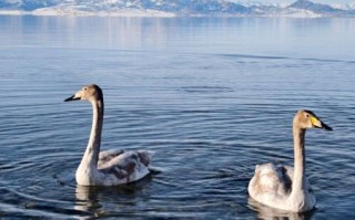 畔是什么生肖？畔的寓意是什么