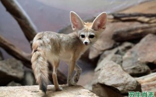 走路会响的动物是什么生肖？倒着走路的动物是什么