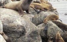 逗海豹是什么生肖？海豹有几条腿