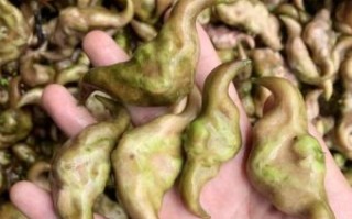 牛角中两个是什么生肖？牛角暗示什么生肖