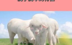 他在洗澡是什么生肖？洗澡正确答案打一生肖