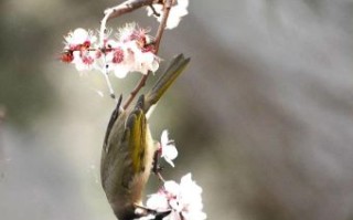 白头翁是什么生肖？白头翁打一最准生肖