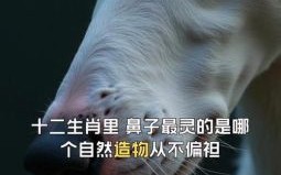 长鼻子是什么生肖？12生肖谁的鼻子最大