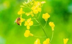 采得百花成蜜后是什么生肖？采得百花成蜜正确一肖