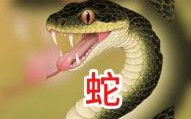 蛇精病是什么生肖？缚代表什么生肖