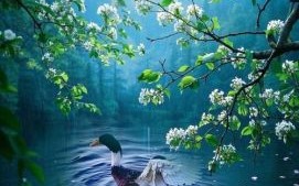 春归草木是什么生肖？春归指的是什么动物