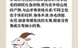 耍滑头是什么生肖？滑头代表什么生肖