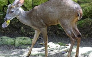 没角的鹿是什么生肖？鹿属什么生肖