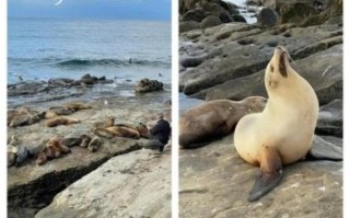 圣地亚哥是什么生肖？圣地亚哥的意思