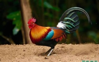 在门口是什么生肖？十二生肖中的鸡是什么动物