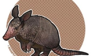 犰狳是什么动物打一生肖？豻打一生肖的正确答案