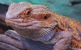 四脚的动物是什么生肖？四脚打一准确动物