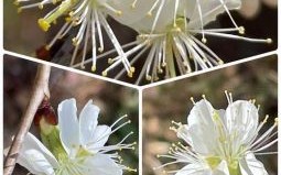 李花是什么生肖？李花又叫什么花?