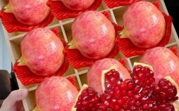 石榴是什么生肖？石榴正确一肖