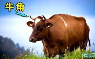 尖头是什么生肖？头发角尖是什么生肖动物