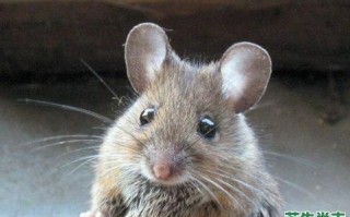 十二生肖寿命最短的动物是什么？遍地野花是什么生肖