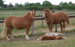 站着睡觉的是什么生肖？站着睡觉正确答案一肖