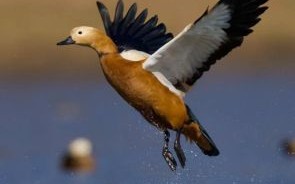 比翼双飞是什么生肖？比翼双飞打一准确动物