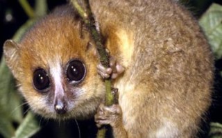 毛狐是什么生肖？狐狸是哪个生肖