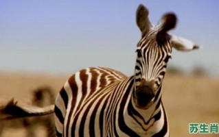 混淆黑白是什么生肖？混淆黑白打一动物