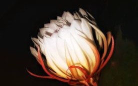 昙花一现是什么生肖？昙花一现打一最佳动物