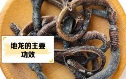 地龙是什么生肖？地龙打一个正确生肖