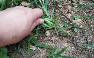 避野草丛是什么生肖？野草是什么动物