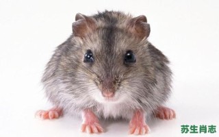 过街老鼠是什么生肖？过街老鼠正确答案一肖