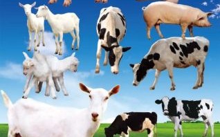 牛毛大王是什么生肖？一群牛羊打一生肖