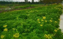 鸡蛋挑骨头是什么生肖？鸡蛋里挑骨头的动物