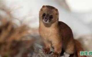 无头无脑是什么生肖？无头无脑打一准确动物