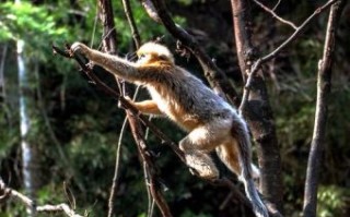 抓耳挠腮是什么生肖？抓耳挠腮最正确动物