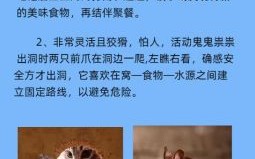 号字是什么生肖？号字代表什么动物