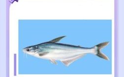 吃鱼是什么生肖？鱼代表什么生肖最正确