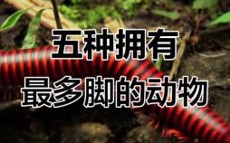 最多脚的生肖是什么？什么生肖脚最长