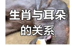 耳朵竖起来的动物是什么生肖？十二生肖耳朵竖的动物