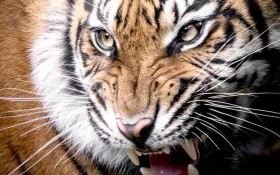 大恶人是什么生肖？恶人打一正确动物