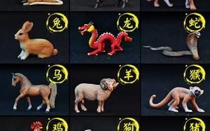 装死是什么生肖？十二生肖不回头的动物