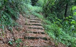 土匪是什么生肖？土匪打一准确动物