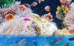 海底是什么生肖？海底打一正确生肖