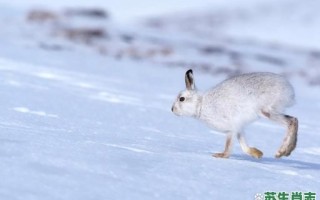赏心悦目是什么生肖？赏心悦目打一最佳动物