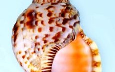 螺是什么生肖？陷于螺维打一准确生肖