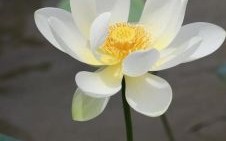 白莲花是什么生肖？白莲花打一最佳动物