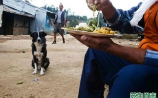 沦落风尘是什么生肖？沦落风尘打一正确动物