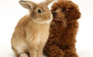 温柔可爱的动物是什么生肖？温柔可爱正确答案一肖