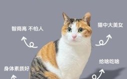 三脚猫是什么生肖？三只脚什么生肖准确答案
