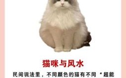 天机不愿告诉猫是什么生肖？天机不愿告诉猫正确答案