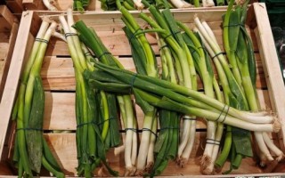 葱是什么生肖？葱打一最佳生肖