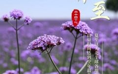 夏至指的是什么生肖？夏至打一最准确生肖