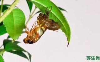 金婵脱壳是什么生肖？金蝉脱壳打一最佳动物